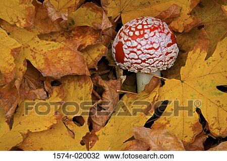 Stock Image - Close-up of a Fly Agaric mushroom (Amanita muscaria). Fotosearch