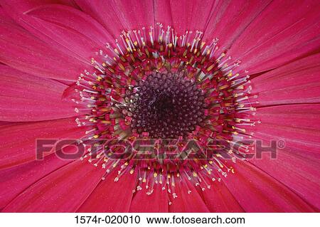 Close-up of a Gerbera Daisy View Large Photo Image Stock Image - Close-up of a Gerbera Daisy. Fotosearch