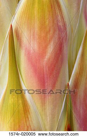 Stock Photography - Close-up of a Parry's Nolina. Fotosearch