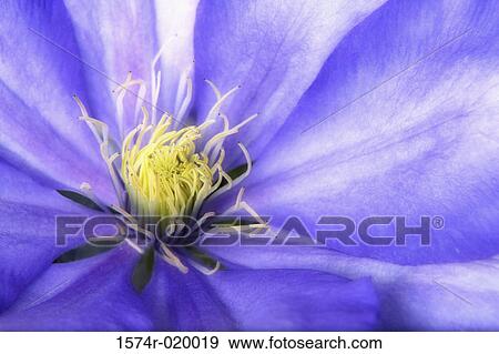 Close-up of a purple clematis View Large Photo Image Stock Photo - Close-up of a purple clematis. Fotosearch