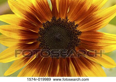 Close-up of a sunflower (Helianthus annuus) View Large Photo Image Stock Photo - Close-up of a sunflower (Helianthus annuus). Fotosearch