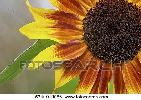 Close-up of a sunflower (Helianthus annuus) View Large Photo Image Stock Photograph - Close-up of a sunflower (Helianthus annuus). Fotosearch
