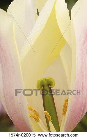 Close-up of a tulip View Large Photo Image Stock Photography - Close-up of a tulip. Fotosearch