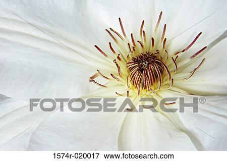 Close-up of a white clematis View Large Photo Image Stock Photo - Close-up of a white clematis. Fotosearch