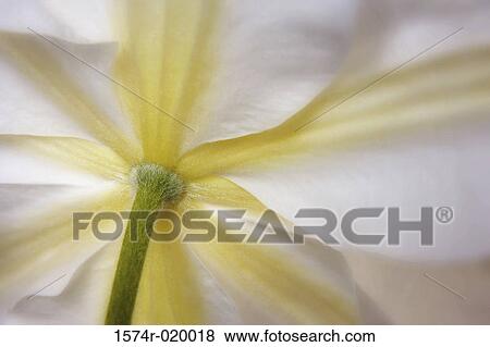 Close-up of a white clematis View Large Photo Image Stock Photo - Close-up of a white clematis. Fotosearch
