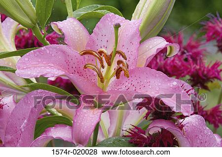 Close-up of Asiatic Lilies View Large Photo Image Stock Photo - Close-up of Asiatic Lilies. Fotosearch