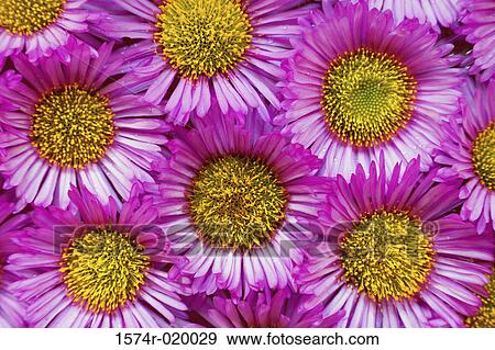 Close-up of asters View Large Photo Image Stock Photo - Close-up of asters. Fotosearch