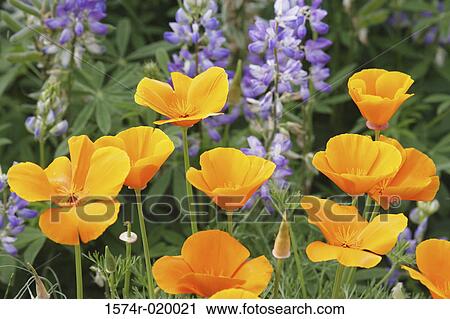 Close-up of California Golden Poppies (Eschscholzia californica) and lupines in a field View Large Photo Image Stock Image - Close-up of California Golden Poppies (Eschscholzia californica) and lupines in a field. Fotosearch