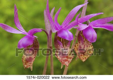 Close-up of Calypso Orchids (Calypso bulbosa) View Large Photo Image Stock Image - Close-up of Calypso Orchids (Calypso bulbosa). Fotosearch