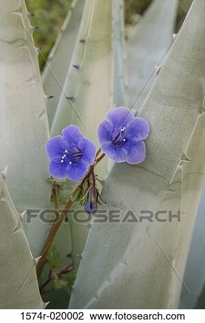 Close-up of Desert Bluebells (Phacelia campanularia) between cactus View Large Photo Image Stock Image - Close-up of Desert Bluebells (Phacelia campanularia) between cactus. Fotosearch