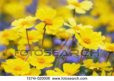 Close-up of flowers, Carrizo Plain National Monument, California, USA View Large Photo Image Stock Photograph - Close-up of flowers, Carrizo Plain National Monument, California, USA. Fotosearch