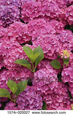 Close-up of hydrangeas View Large Photo Image Stock Photo - Close-up of hydrangeas. Fotosearch
