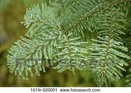 Close-up of the branch of a fir tree View Large Photo Image Stock Image - Close-up of the branch of a fir tree. Fotosearch