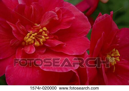 Close-up of two begonias View Large Photo Image Stock Image - Close-up of two begonias. Fotosearch