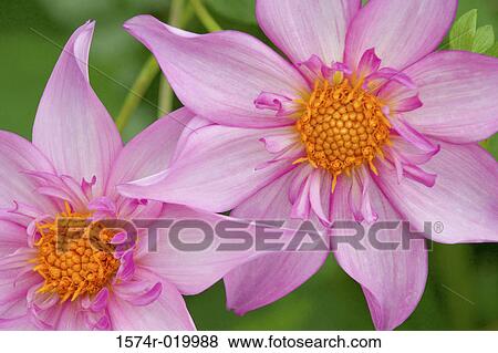 Close-up of two dahlias View Large Photo Image Stock Photo - Close-up of two dahlias. Fotosearch