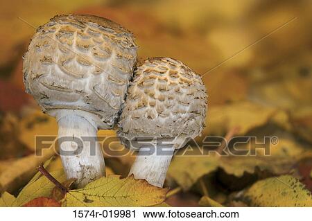 Stock Image - Close-up of two mushrooms. Fotosearch