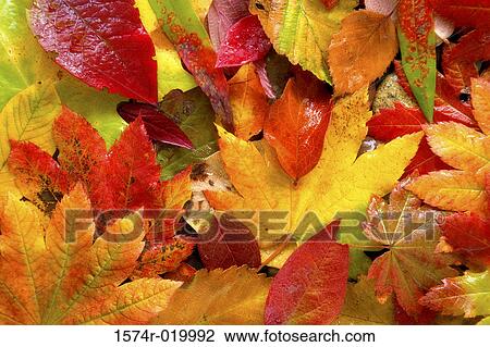 Stock Image - Close-up of Vine Maples leaves. Fotosearch