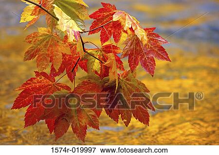 Stock Photo - Close-up of Vine Maples leaves, Skokomish River, Olympic National Park, Washington, USA. Fotosearch