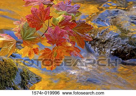 Stock Photograph - Close-up of Vine Maples leaves, Skokomish River, Olympic National Park, Washington, USA. Fotosearch