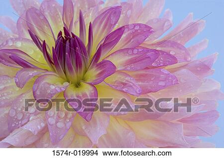Close-up of water droplets on a dahlia View Large Photo Image Picture - Close-up of water droplets on a dahlia. Fotosearch