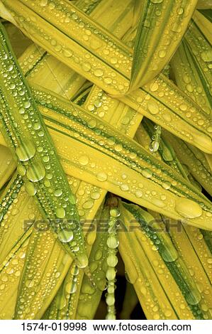 Close-up of water droplets on Japanese Forest Grasses View Large Photo Image Stock Photo - Close-up of water droplets on Japanese Forest Grasses. Fotosearch