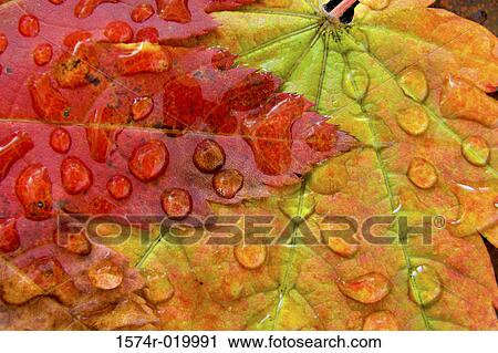 Stock Image - Close-up of water droplets on Vine Maples leaves. Fotosearch