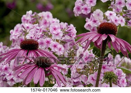 Stock Photograph - Cone Flowers. Fotosearch