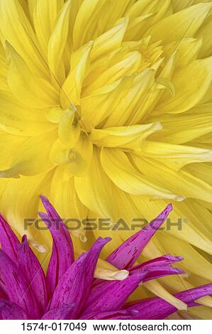 Dahlias View Large Photo Image Stock Photo - Dahlias. Fotosearch
