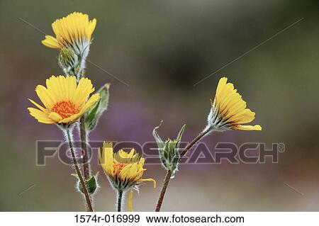 Desert Sunflowers View Large Photo Image Stock Photo - Desert Sunflowers. Fotosearch