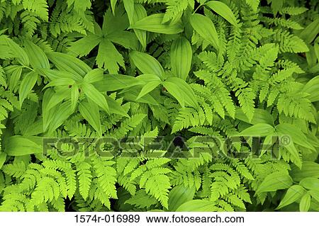 Ferns, Solomon's Seal Mount Rainier National Park Washington, USA View Large Photo Image Stock Photo - Ferns, Solomon's Seal Mount Rainier National Park Washington, USA. Fotosearch