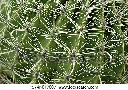 Stock Photo - Fish-hook Cactus. Fotosearch