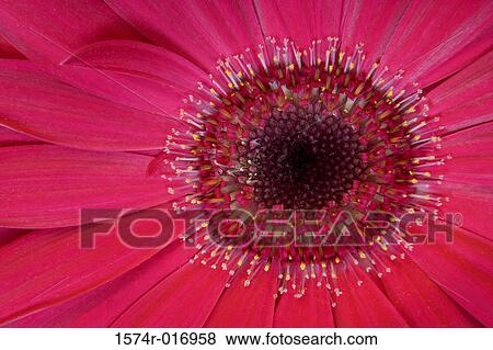 Gerbera Daisy View Large Photo Image Stock Photo - Gerbera Daisy. Fotosearch