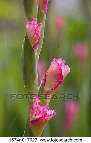 Gladiola View Large Photo Image Stock Photo - Gladiola. Fotosearch