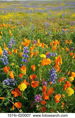 Stock Photo - High angle view of lupines and poppies on a landscape, Carrizo Plain National Monument, California, USA. Fotosearch