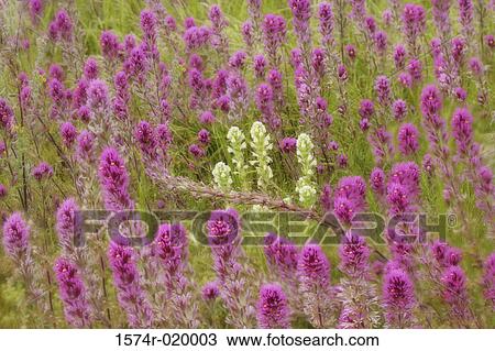 High angle view of Owl's Clovers in a field View Large Photo Image Stock Image - High angle view of Owl's Clovers in a field. Fotosearch