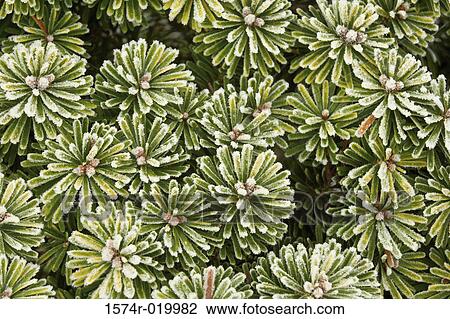 Stock Image - High angle view of plants. Fotosearch