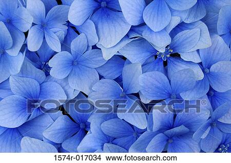 Picture - Hydrangeas. Fotosearch