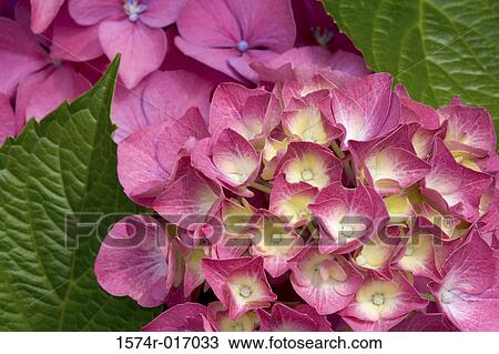 Stock Image - Hydrangeas. Fotosearch