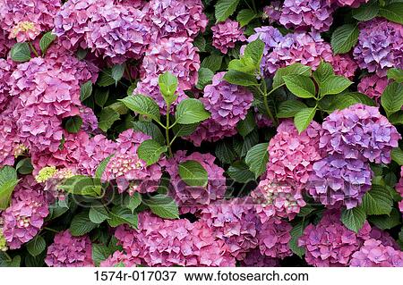Hydrangeas View Large Photo Image Stock Photo - Hydrangeas. Fotosearch
