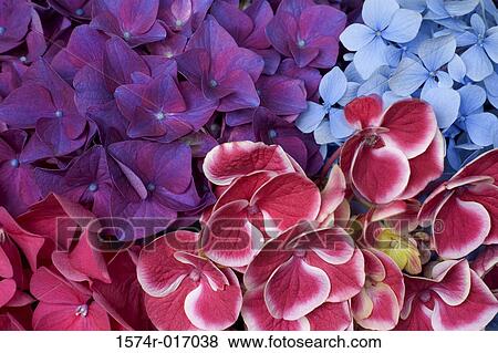 Hydrangeas View Large Photo Image Stock Photo - Hydrangeas. Fotosearch
