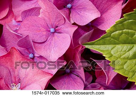 Hydrangeas View Large Photo Image Stock Photography - Hydrangeas. Fotosearch