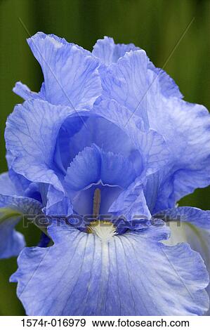 Iris View Large Photo Image Stock Photo - Iris. Fotosearch