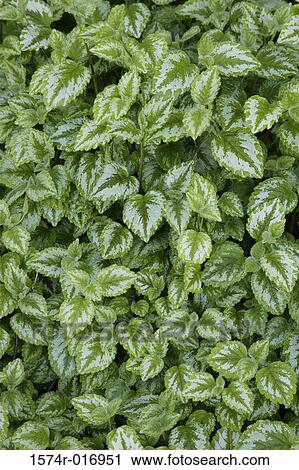 Stock Image - Lamium. Fotosearch