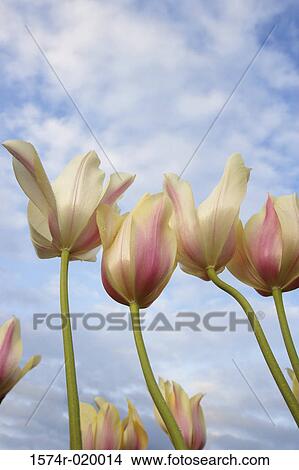 Low angle view of tulips View Large Photo Image Picture - Low angle view of tulips. Fotosearch