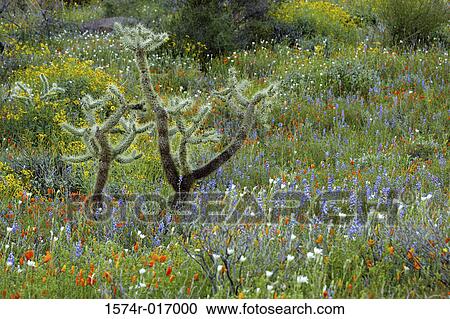 Organ Pipe Cactus National Monument Arizona USA View Large Photo Image Stock Image - Organ Pipe Cactus National Monument Arizona USA. Fotosearch