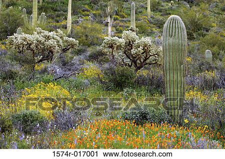 Organ Pipe Cactus National Monument Arizona USA View Large Photo Image Stock Image - Organ Pipe Cactus National Monument Arizona USA. Fotosearch