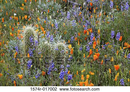 Organ Pipe Cactus National Monument Arizona USA View Large Photo Image Stock Image - Organ Pipe Cactus National Monument Arizona USA. Fotosearch