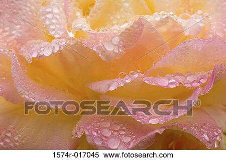 Peace Rose View Large Photo Image Stock Photography - Peace Rose. Fotosearch