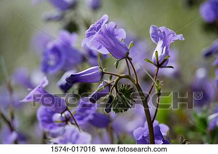 Phacelia View Large Photo Image Stock Photograph - Phacelia. Fotosearch