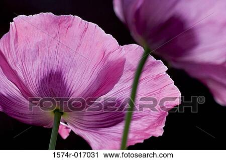 Poppies View Large Photo Image Stock Image - Poppies. Fotosearch